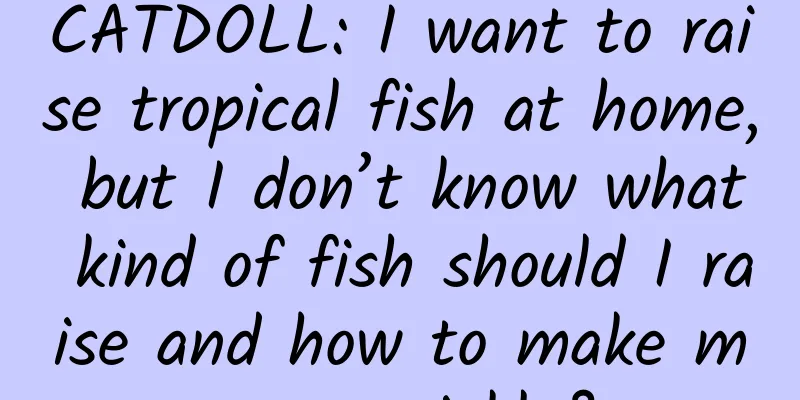 CATDOLL: I want to raise tropical fish at home, but I don’t know what kind of fish should I raise and how to make money quickly?