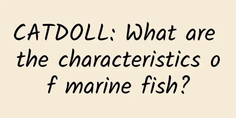 CATDOLL: What are the characteristics of marine fish?