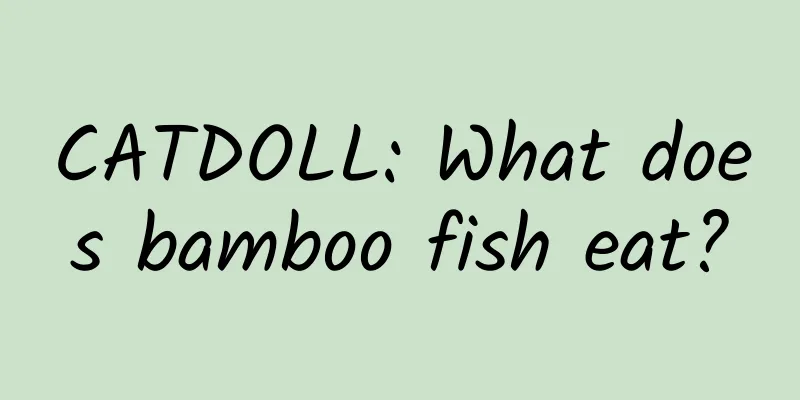 CATDOLL: What does bamboo fish eat?
