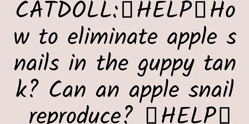 CATDOLL:【HELP】How to eliminate apple snails in the guppy tank? Can an apple snail reproduce? 【HELP】