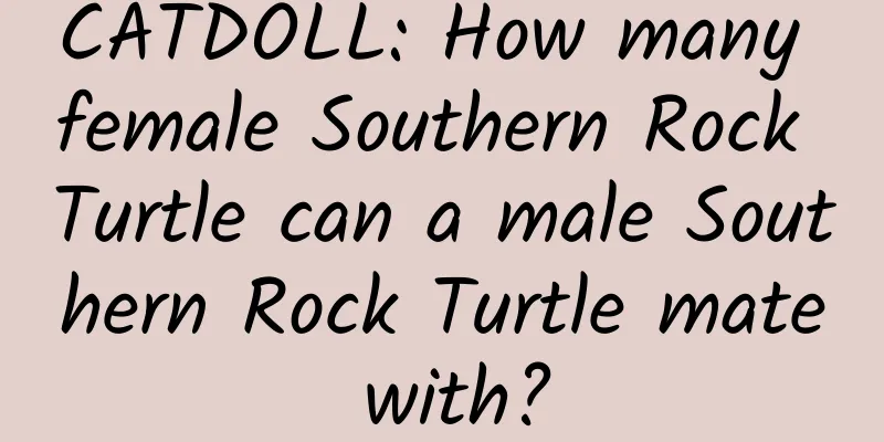 CATDOLL: How many female Southern Rock Turtle can a male Southern Rock Turtle mate with?