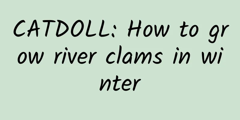 CATDOLL: How to grow river clams in winter