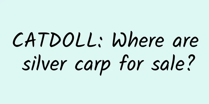 CATDOLL: Where are silver carp for sale?
