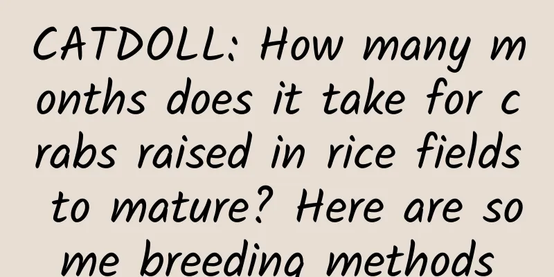 CATDOLL: How many months does it take for crabs raised in rice fields to mature? Here are some breeding methods