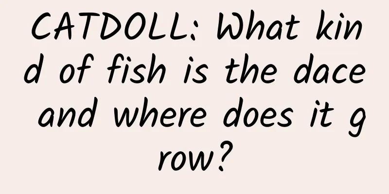 CATDOLL: What kind of fish is the dace and where does it grow?