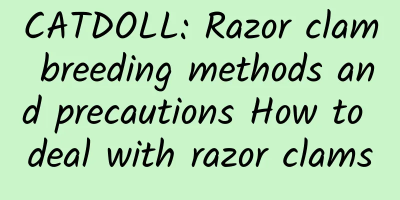 CATDOLL: Razor clam breeding methods and precautions How to deal with razor clams