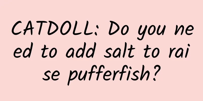 CATDOLL: Do you need to add salt to raise pufferfish?