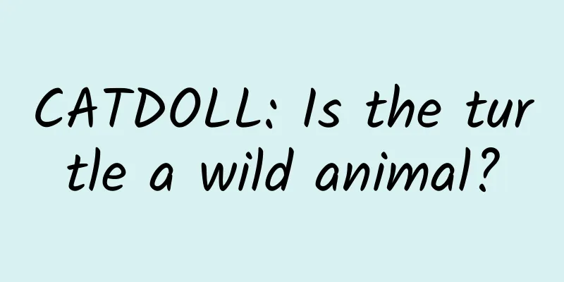 CATDOLL: Is the turtle a wild animal?