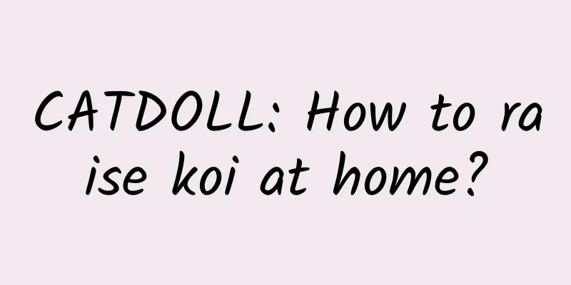 CATDOLL: How to raise koi at home?