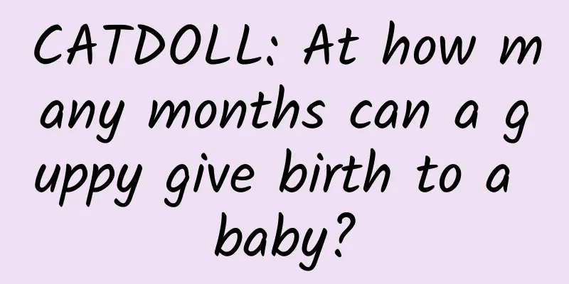 CATDOLL: At how many months can a guppy give birth to a baby?