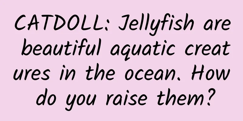 CATDOLL: Jellyfish are beautiful aquatic creatures in the ocean. How do you raise them?