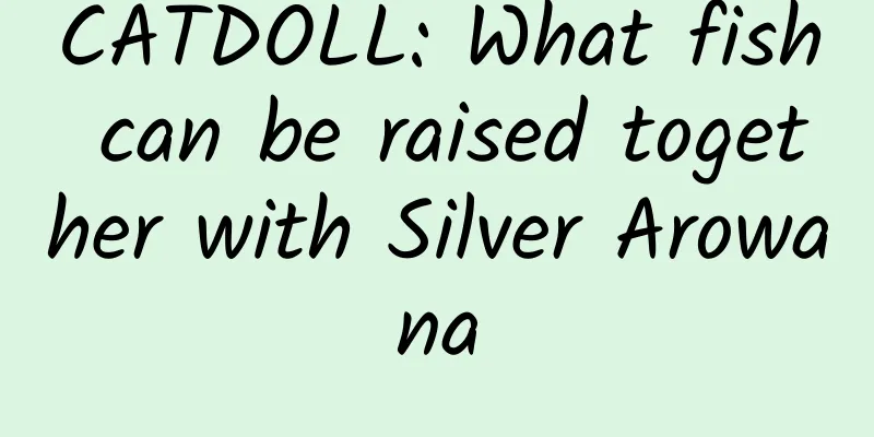 CATDOLL: What fish can be raised together with Silver Arowana