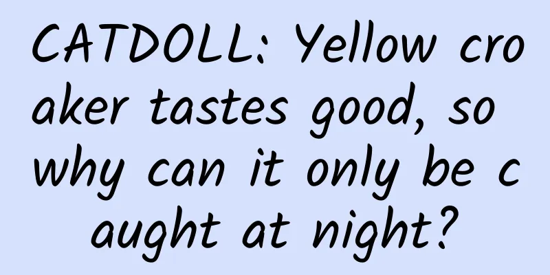 CATDOLL: Yellow croaker tastes good, so why can it only be caught at night?