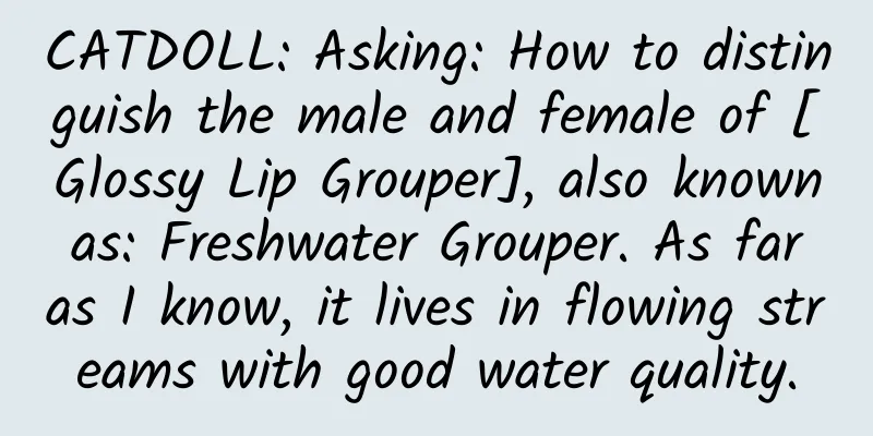 CATDOLL: Asking: How to distinguish the male and female of [Glossy Lip Grouper], also known as: Freshwater Grouper. As far as I know, it lives in flowing streams with good water quality.