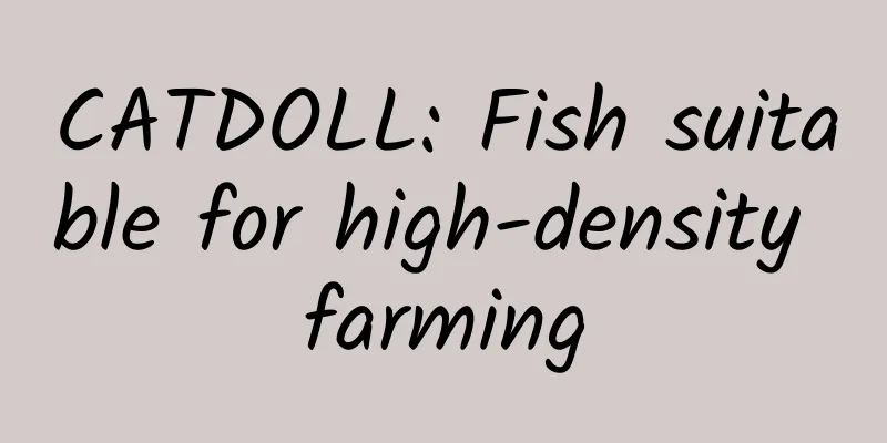 CATDOLL: Fish suitable for high-density farming
