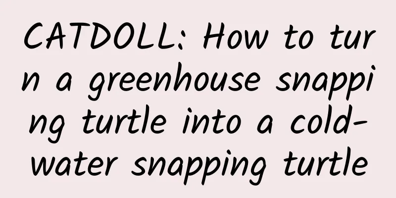 CATDOLL: How to turn a greenhouse snapping turtle into a cold-water snapping turtle