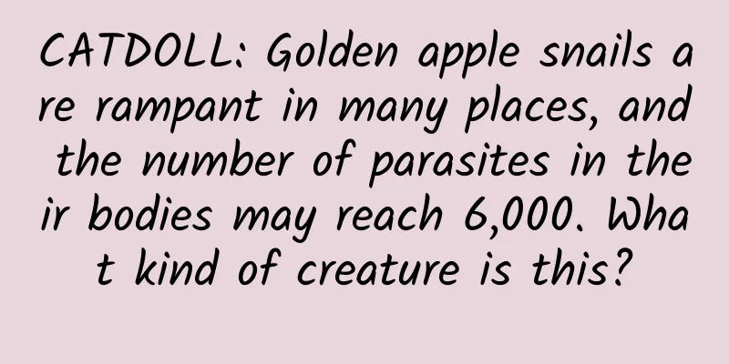 CATDOLL: Golden apple snails are rampant in many places, and the number of parasites in their bodies may reach 6,000. What kind of creature is this?