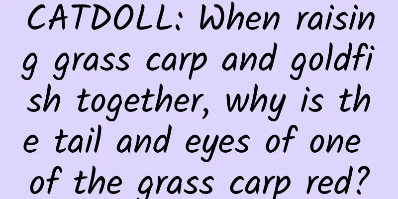 CATDOLL: When raising grass carp and goldfish together, why is the tail and eyes of one of the grass carp red?