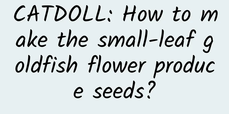 CATDOLL: How to make the small-leaf goldfish flower produce seeds?