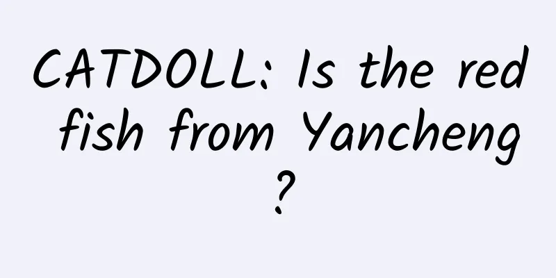 CATDOLL: Is the red fish from Yancheng?