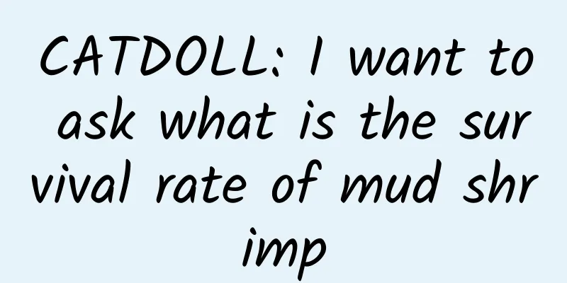 CATDOLL: I want to ask what is the survival rate of mud shrimp