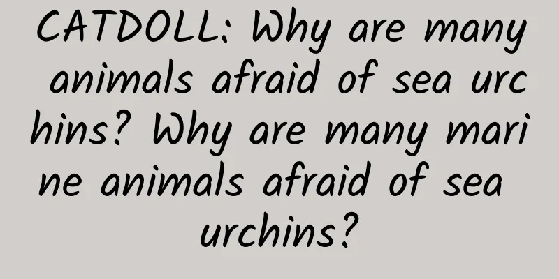 CATDOLL: Why are many animals afraid of sea urchins? Why are many marine animals afraid of sea urchins?