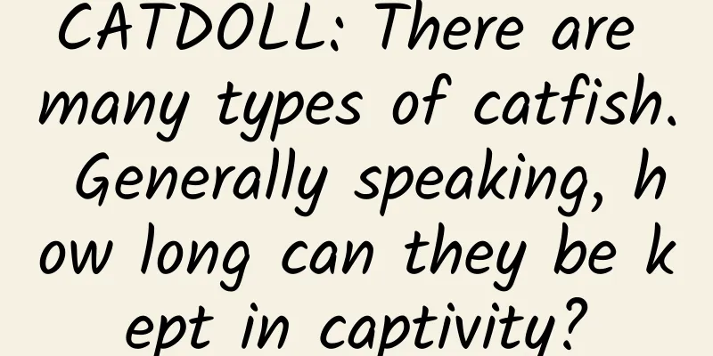 CATDOLL: There are many types of catfish. Generally speaking, how long can they be kept in captivity?