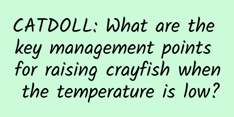 CATDOLL: What are the key management points for raising crayfish when the temperature is low?