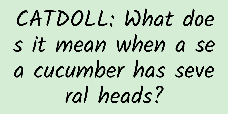 CATDOLL: What does it mean when a sea cucumber has several heads?