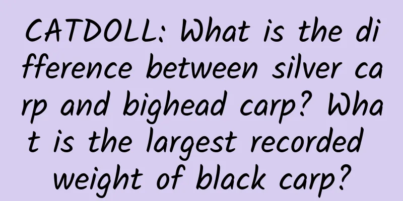 CATDOLL: What is the difference between silver carp and bighead carp? What is the largest recorded weight of black carp?