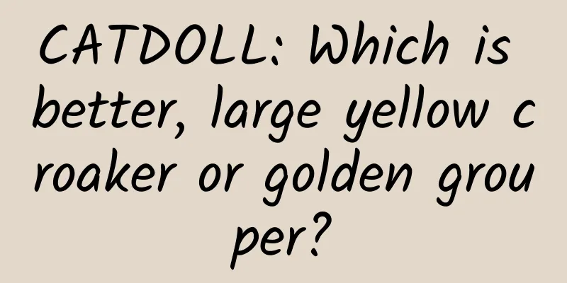 CATDOLL: Which is better, large yellow croaker or golden grouper?