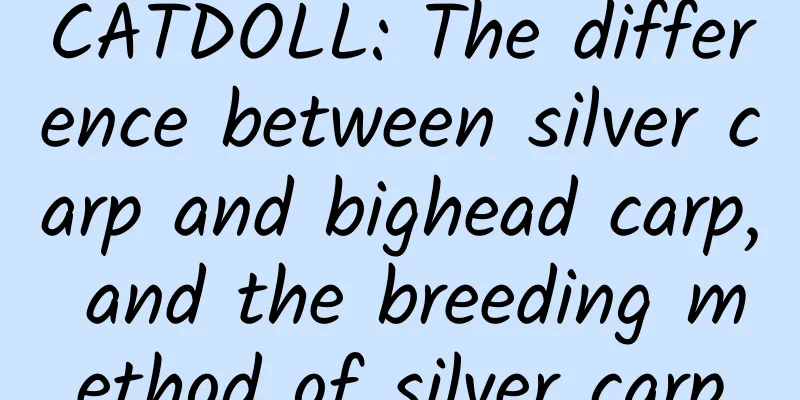 CATDOLL: The difference between silver carp and bighead carp, and the breeding method of silver carp