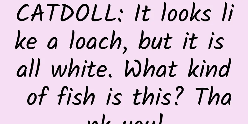 CATDOLL: It looks like a loach, but it is all white. What kind of fish is this? Thank you!