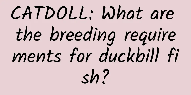 CATDOLL: What are the breeding requirements for duckbill fish?
