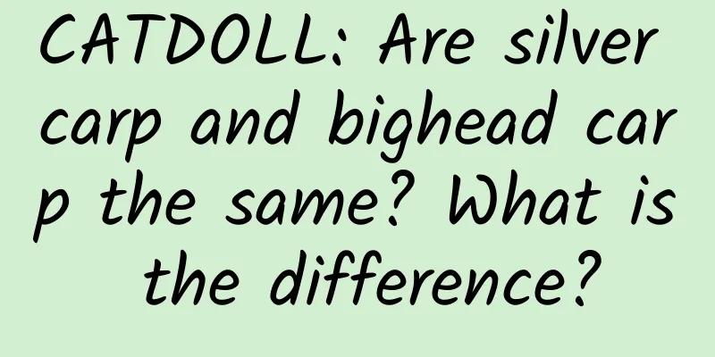 CATDOLL: Are silver carp and bighead carp the same? What is the difference?