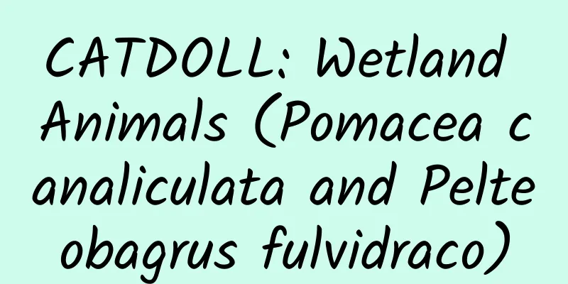 CATDOLL: Wetland Animals (Pomacea canaliculata and Pelteobagrus fulvidraco)