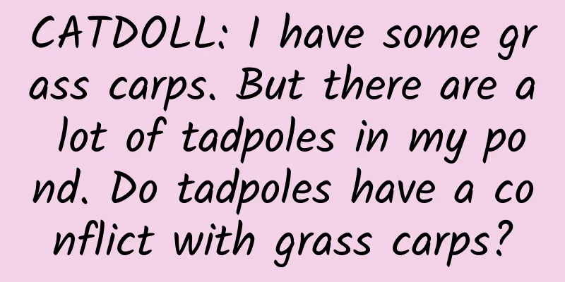 CATDOLL: I have some grass carps. But there are a lot of tadpoles in my pond. Do tadpoles have a conflict with grass carps?