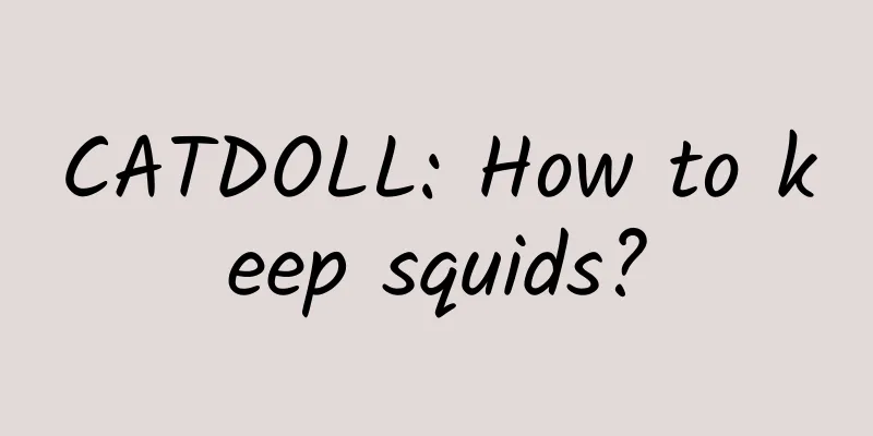 CATDOLL: How to keep squids?