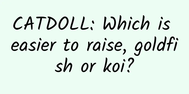 CATDOLL: Which is easier to raise, goldfish or koi?