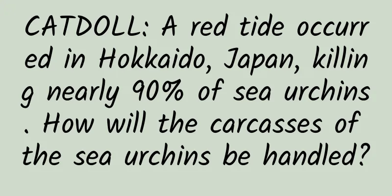 CATDOLL: A red tide occurred in Hokkaido, Japan, killing nearly 90% of sea urchins. How will the carcasses of the sea urchins be handled?