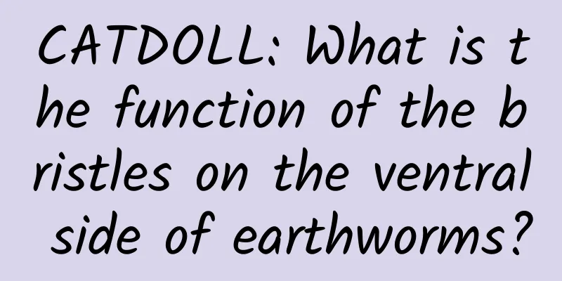 CATDOLL: What is the function of the bristles on the ventral side of earthworms?