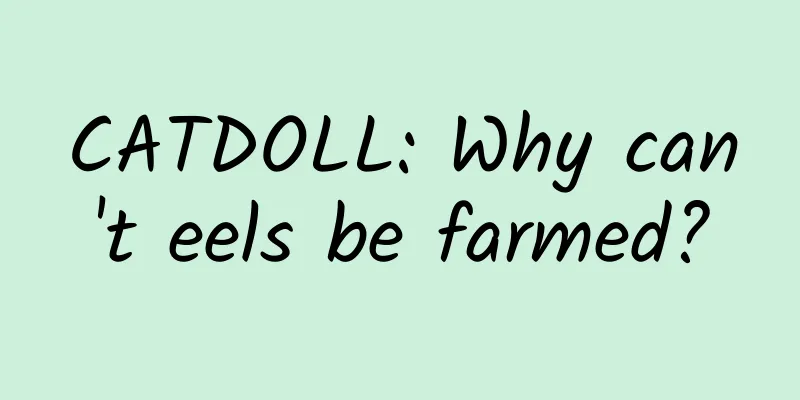 CATDOLL: Why can't eels be farmed?