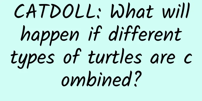 CATDOLL: What will happen if different types of turtles are combined?