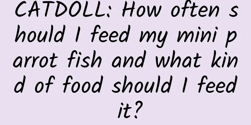 CATDOLL: How often should I feed my mini parrot fish and what kind of food should I feed it?