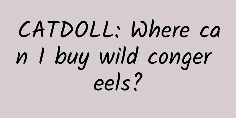 CATDOLL: Where can I buy wild conger eels?