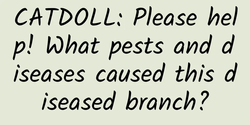 CATDOLL: Please help! What pests and diseases caused this diseased branch?