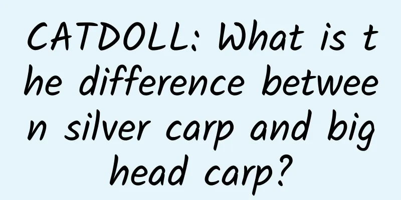 CATDOLL: What is the difference between silver carp and bighead carp?