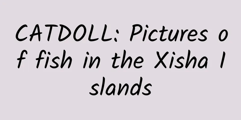 CATDOLL: Pictures of fish in the Xisha Islands