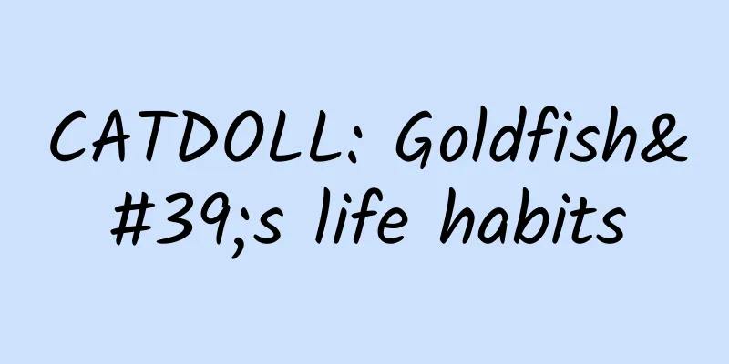 CATDOLL: Goldfish's life habits