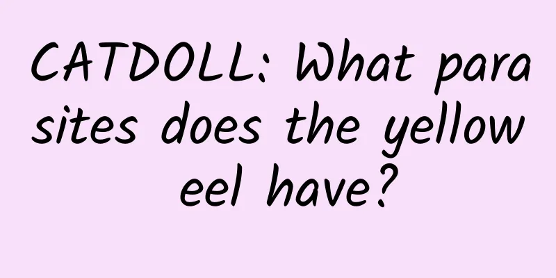 CATDOLL: What parasites does the yellow eel have?